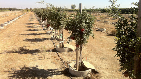 The tile ring prevents the roots of these trees from spreading out, forcing them to grow further down. The tile ring prevents the roots of these trees from spreading out, forcing them to grow further down.